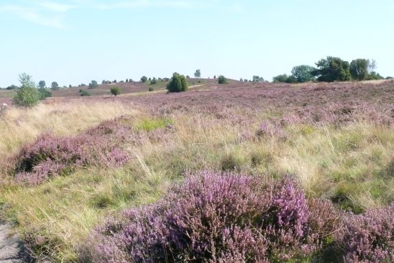 Tiny Löwenzahn Ausflugstipp