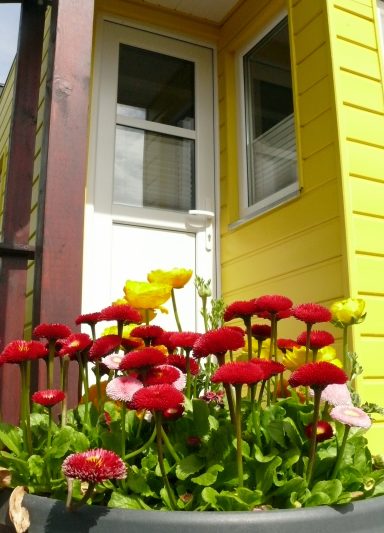 Tiny Löwenzahn Außenansicht