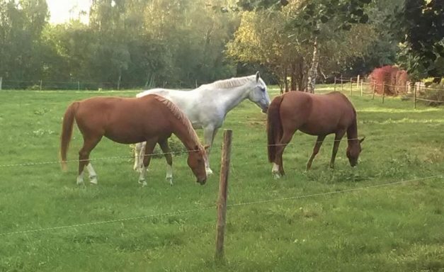 Tiny Löwenzahn Umgebung