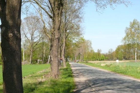 Tiny Löwenzahn Umgebung